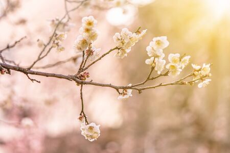tokyo, japan - march 13 2020: Plum trees in bloom on a bokeh background in the Yushima-Tenmangu shrine of Okachimachi dedicated to Sugawara no Michizane who worshiped plum trees.の写真素材