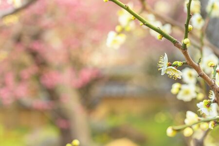 Plum trees in bloom on a bokeh background in the Yushima-Tenmangu shrine of Okachimachi dedicated to Sugawara no Michizane who worshiped plum trees.の写真素材