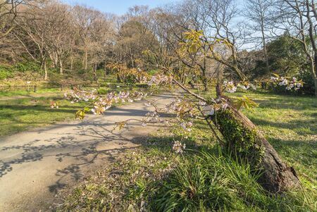 White and pink cherry blossom tree named Satozakura or prunus lannesiana in the forest of the Koishikawa Botanical garden.の写真素材