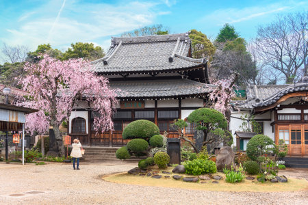 tokyo, japan - march 30 2020: Woman taking photo of the pink weeping cherry tree of the Seiunzenji temple dedicated to the deity Ebisu and also called temple of hanami. His wall is ornated with flame-shaped wooden windows called Katomado.のeditorial素材