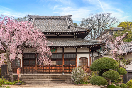 tokyo, japan - march 30 2020: Springtime view of Seiunzenji zen temple dedicated to the Shinto deity Ebisu and also called temple of hanami due to his weeping cherry tree. His wall is ornated with flame-shaped wooden windows called Katomado.のeditorial素材