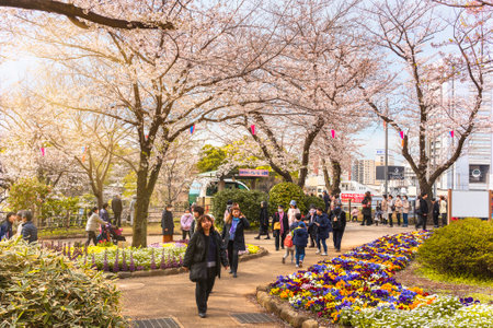 tokyo, japan - march 30 2020: People arriving by the monorail Asukarugo for enjoying the Somei Yoshino pink Cherry blossoms trees of Asukayama Park at Oji city during the Hanami Spring Festival.のeditorial素材