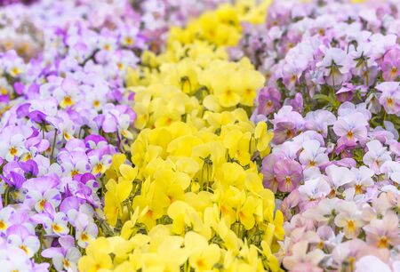 Close up on yellow and purple pansy flowers symbol of happiness and remembrance.の写真素材