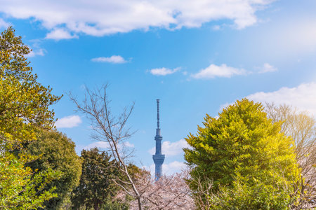 tokyo, japan - march 31 2020: Japan tallest tower Tokyo Skytree emerging behind the trees of the...