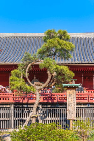 ueno, japan - march 31 2020: Japanese pine Tsuki no Matsu from the Ukiyo-e of Utagawa Hiroshige which is bandaged with burlap in a circle evoking the moon in the Kiyomizu Kannon Hall of Ueno park.のeditorial素材