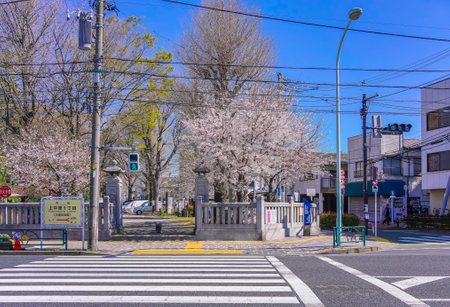 tokyo, japan - april 04 2020: Pedestrian crossing in front of the Hiratsuka Shrine gate overlooked by pink cherry blossoms trees in the Kaminakazato district of Kita ward in Tokyo.のeditorial素材