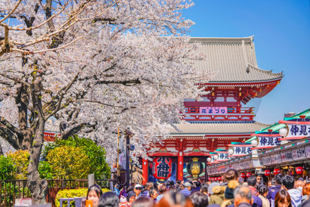 tokyo,japan - april 04 2020: Crowd walking under the cherry blossoms trees of the Nakamise shopping street leading to the giant paper lantern of Kobunacho in the Sensoji temple of Asakusa.のeditorial素材