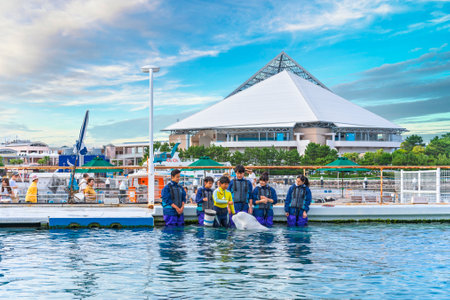 yokohama, japan - july 19 2020: Group of young people interacting with a white Beluga whale in front of the Aqua Museum in the Fureai Lagoon of the amusement park of Yokohama Hakkeijima Sea Paradise.のeditorial素材