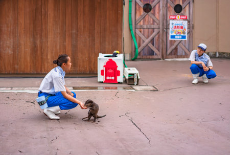 yokohama, japan - july 19 2020: Otter eating in the hand of a woman staff of the Fureai Lagoon of the amusement park Yokohama Hakkeijima Sea Paradise.のeditorial素材