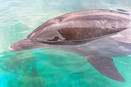 Close-up on a dolphin swimming in blue waterの写真素材