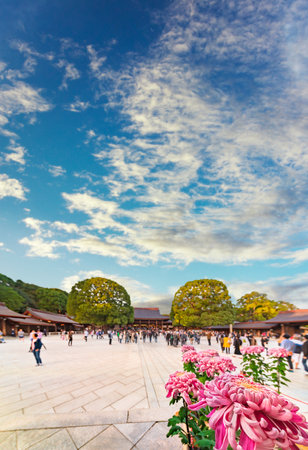 shibuya, japan - november 03 2019: Close-up wide angle view on pink chrysanthemum flowers in the courtyard of Meiji JingÅ« Shrine during the Autumn Grand Festival for the anniversary of Meiji Emperor.のeditorial素材