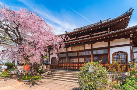 tokyo, japan - april 05 2020: Japanese Buddhist zen temple of Seiunzenji belonging to the Yanaka seven lucky gods pilgrimage and famous as a religious spot for enjoying weeping cherry blossoms.のeditorial素材
