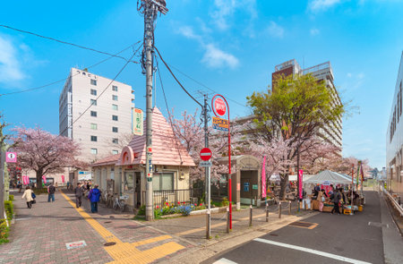 tokyo, japan - April 07 2020: Small Japanese neighborhood police station named Koban in front of the Someiyoshino Sakura Memorial Park with cherry blossoms at the North exit of Komagome station.のeditorial素材