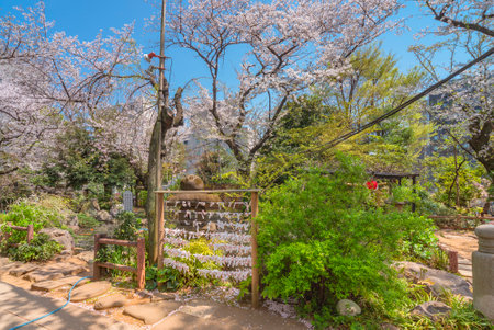 tokyo, japan - april 06 2020: Cherry blossoms overlooking the Shinto o-mikuji fortune strip papers folded on a wooden omikujikake in front of the pond of the Atago shrine at spring.のeditorial素材
