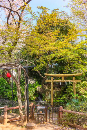 tokyo, japan - march 25 2021: Pergola and Japanese gold foil torii gate adorned with a sacred shimenawa straw rope in the pond of Atago shrine covered with fallen cherry blossoms petals under a maple.のeditorial素材