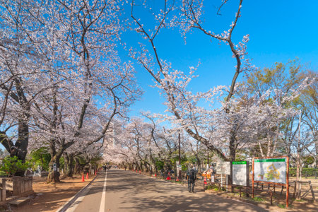 tokyo, japan - march 30 2021: Main aisle of Yanaka cemetery overlooked by large yoshino cherry blossoms with tourists walking down to the Tennoji temple and a guide map signboard.のeditorial素材