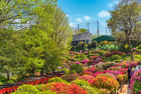 tokyo, japan - april 16 2020: Overview of the hill of the garden of the Shintoist Nezu shrine adorned with topiary art of blooming rhododendron flowers during the azalea festival or tsutsuji matsuri.のeditorial素材