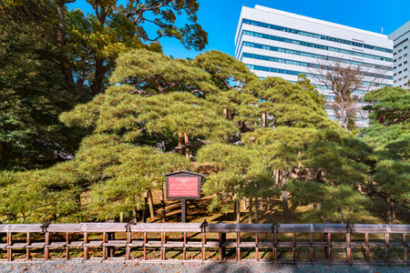 tokyo, japan - april 09 2021: Giant black pine called 300-year pine planted by the sixth Shogun Tokugawa in the garden of the Japanese Hama-Rikyu gardens famous as National designated scenic spot.のeditorial素材