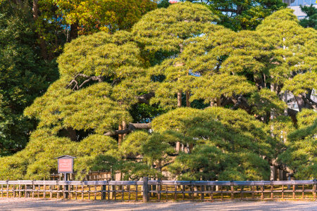 tokyo, japan - April 09 2021: Huge black pine named 300-year pine offered by the sixth Tokugawa Shogun to the Japanese Hama-Rikyu gardens famous as National designated scenic spot.のeditorial素材