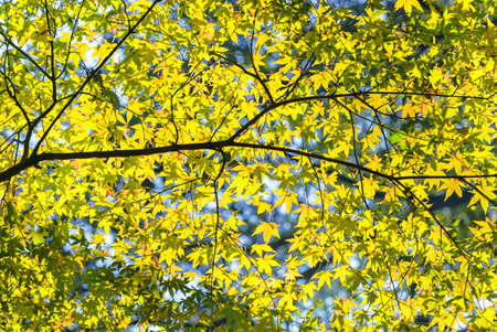 Natural background depicting a branch of Japanese momiji maple tree in autumn with yellow leaves and foliages all over illuminated by a backlight sun against a shallow depth of field and bokeh balls.の写真素材