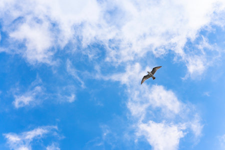 Low angle view of a Japanese seabird called kamome gull or seagull flying with outstretched wings in a blue sky.の写真素材