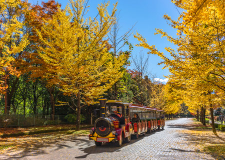 saitama, chichibu - october 2 2022: Tourists in the trackless Sky Train designed as a toy locomotive sightseeing along the Sky Road of the Chichibu Muse Park with yellow Ginkgo Biloba trees in autumn.のeditorial素材