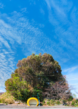 kyushu, japan - dec 10 2022: Yellow Mandarin Bus Stop on Tokimeki Fruit Street overlooked by the towering trees of Kotohira-gu Shrine that seems to come out of Totoro's mythical world below a blue skyのeditorial素材