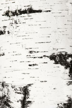 Natural bark of birch texture. Closeupの写真素材