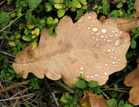 The fallen down sheet of an oak covered with dew drops in the autumn morning in parkの写真素材