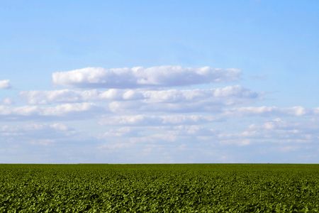 Green grass meadow, the blue sky and white cloudsの写真素材