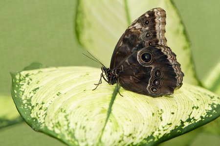 Big tropical butterfly sitting on a green leave