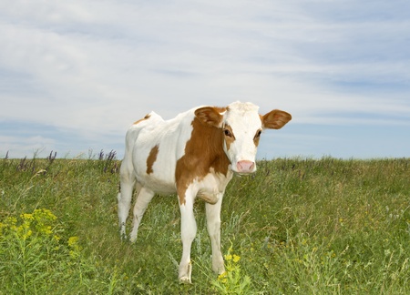Young cow at the meadow in summer day
の写真素材