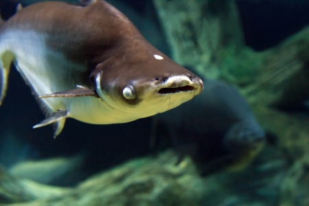 shark swimming along underwaterの写真素材