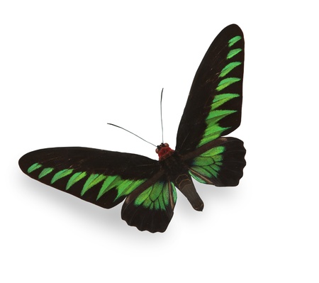 Green tropical butterfly with shadowの写真素材