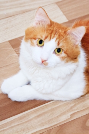 Cat looking up - lying on the floorの写真素材