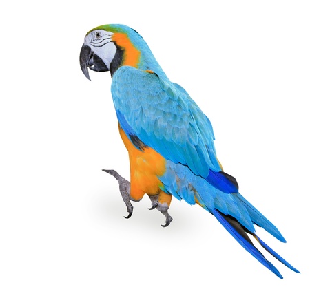 Blue-and-yellow Macaw - Ara araraunaの写真素材