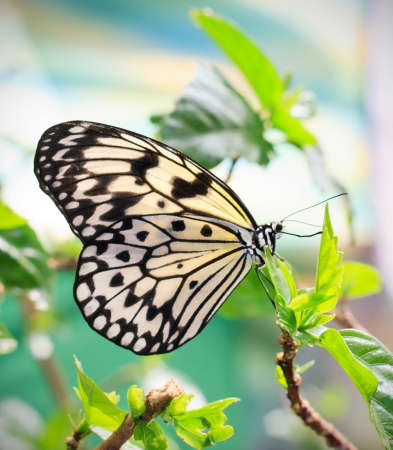 Beige butterfly on the leafの写真素材
