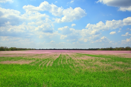 Beautiful landscape of lavender fieldの写真素材