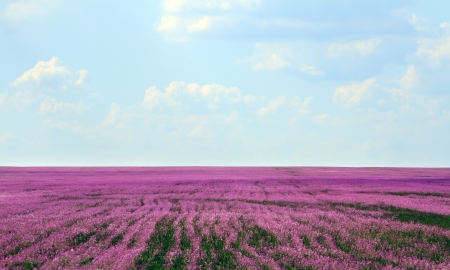 Beautiful lavender field in the summerの写真素材