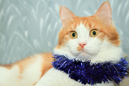 Funny red and white cat with christmas tinsel decorationの写真素材