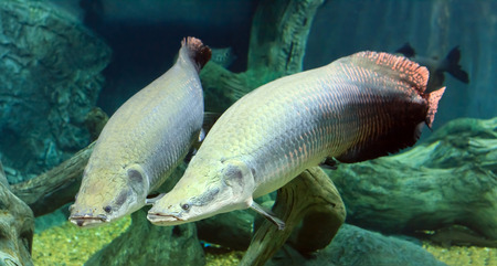 large Arapaima in the Amazon under waterの写真素材