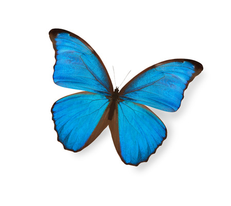 Blue butterfly isolated on whiteの写真素材