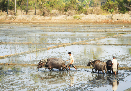 Maharashtra, India â February 09 ,2016: Farmer is plowing a rice field with oxenのeditorial素材