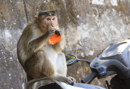 Monkey sits on the motorcycle seat and eats an orangeの写真素材