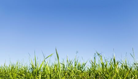 Green grass over deep blue skyの写真素材