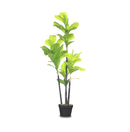Big dracaena palm in a pot isolated over whiteの写真素材
