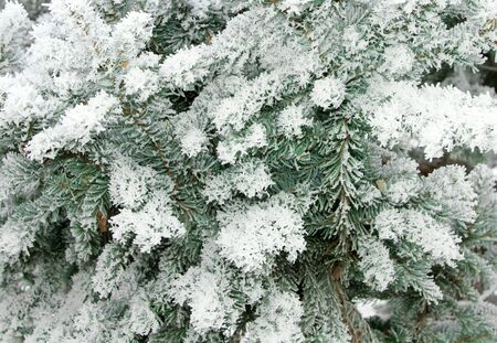 Snowy christmas tree brunches under snow background. の写真素材