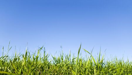 Green grass over deep blue skyの写真素材