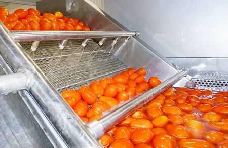 Red tomatoes fall into tanks filled with water to wash and come out clean for further processing.の写真素材