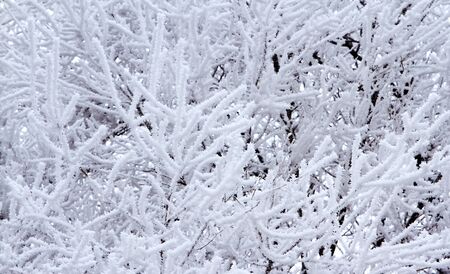 branches covered ice snow after icyの写真素材